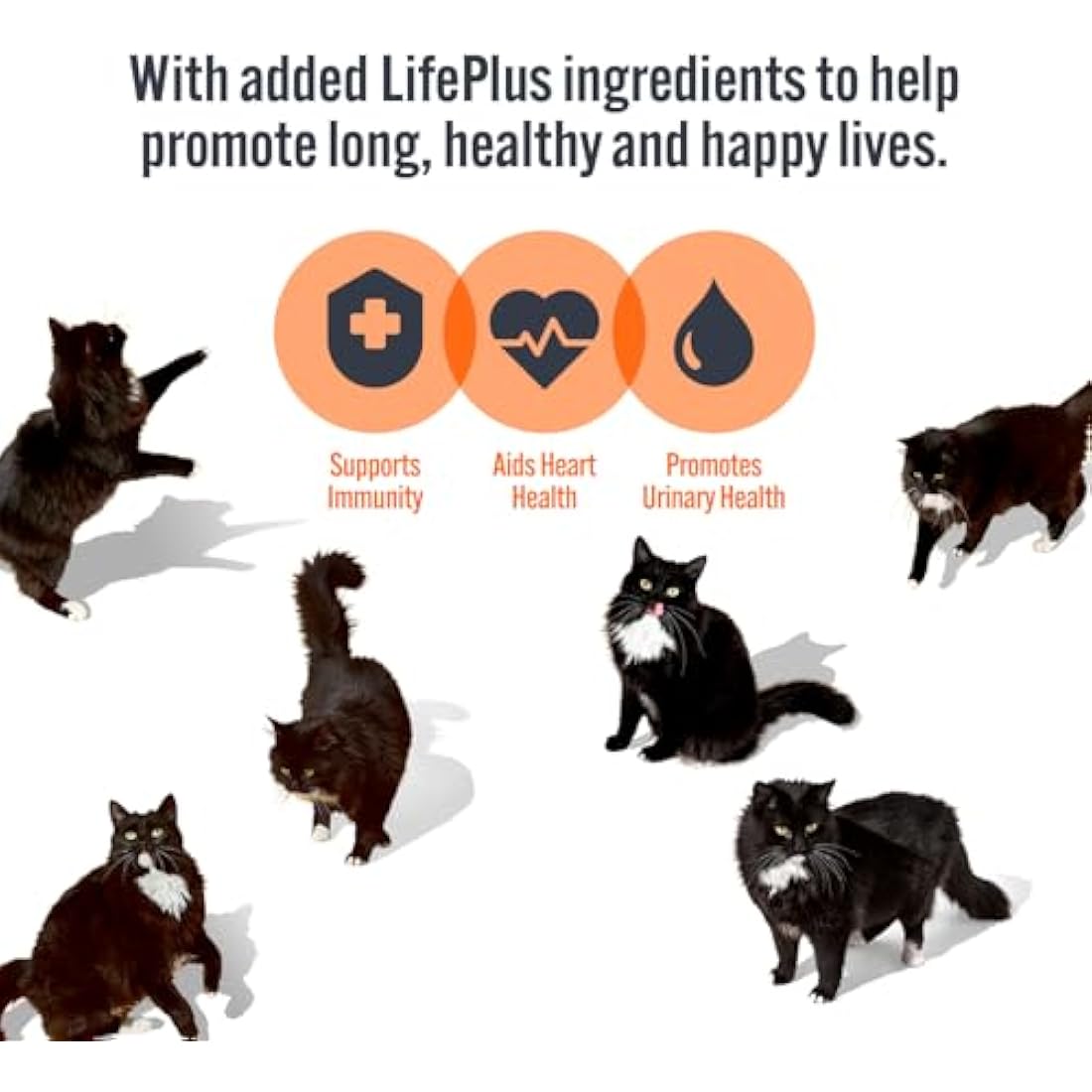 HiLife Grain Free Wet Cat Food – Mixed Chicken Recipes, 48 x 70g