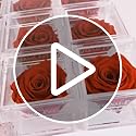 Eternal Petals Red Preserved Infinity Rose – Handmade White Gold Solo