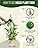 Growlands Indoor Plant Food Mist – 300ml Liquid Fertilizer with Seaweed