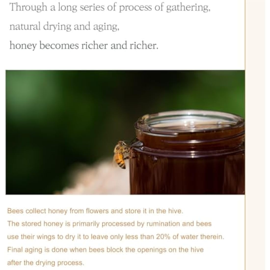 I'm from Honey Serum – 30.63% Honey Complex Hydrating K-Beauty Serum