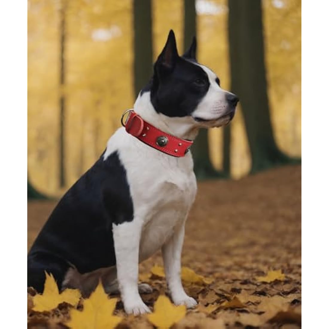 Jolof Store Leather Dog Collar – Padded Genuine Cowhide, Red, 5cm Wide