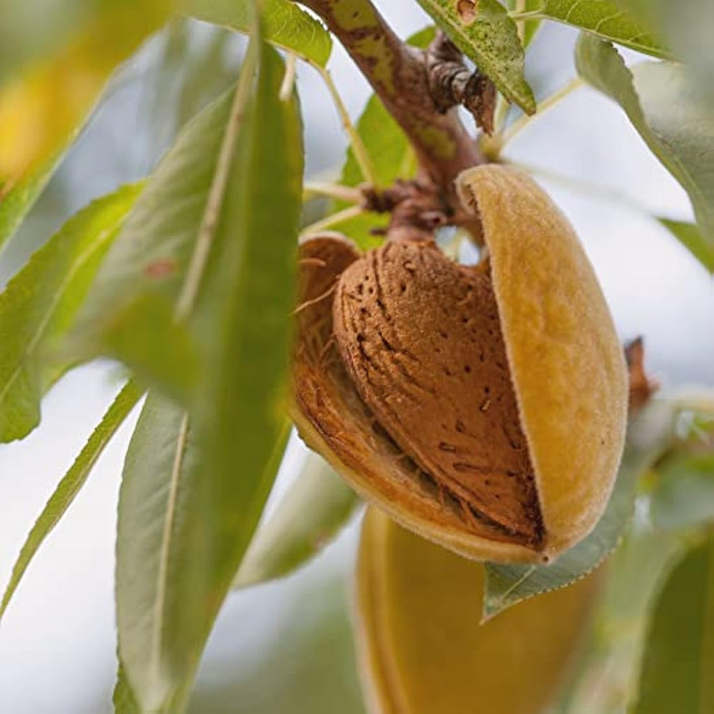 Naissance Sweet Almond Oil | 1L Natural Carrier Oil for Skin & Hair