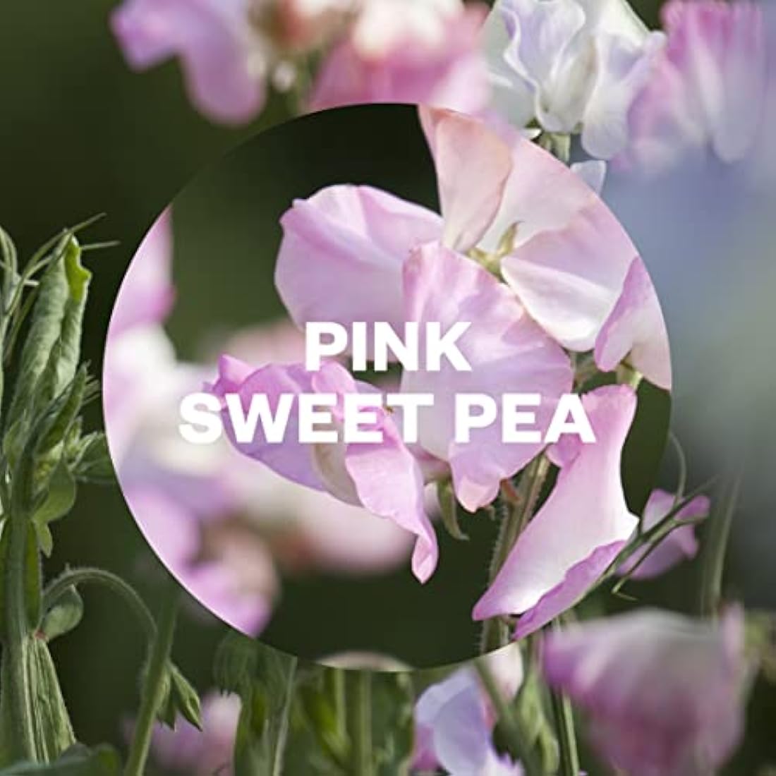 Air Wick Freshmatic Refills - Pink Sweet Pea Spray - 4 x 250ml Pack
