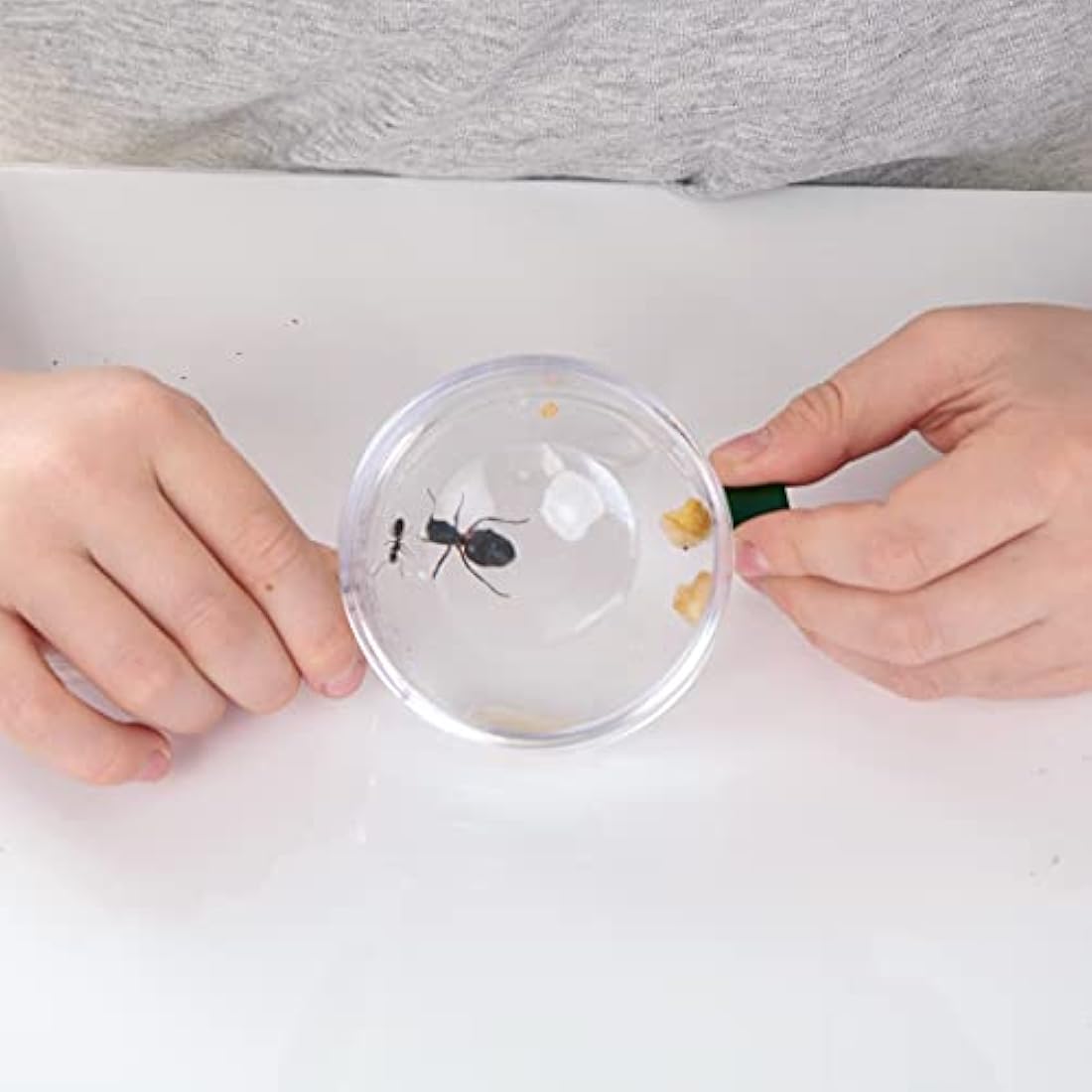 My Living World Ant World – Educational STEM Science Kit for Kids