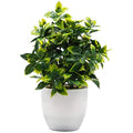 Potted Artificial Eucalyptus Plants – Faux Plastic Greenery