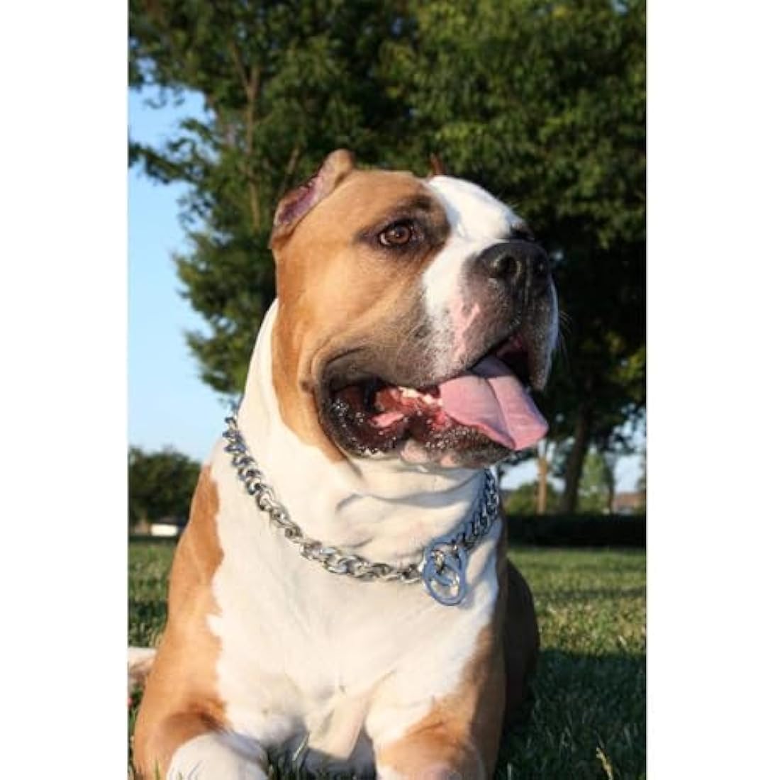 Jolof Store 20mm Cuban Link Dog Collar – Stainless Steel, 22 Inch