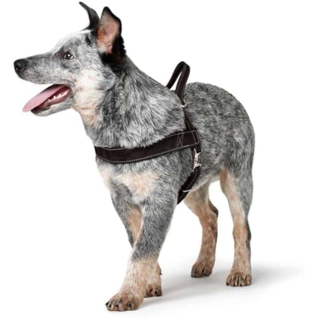 Hunter Norwegian Dog Harness - Durable Black Hunting Gear, 58-79 cm