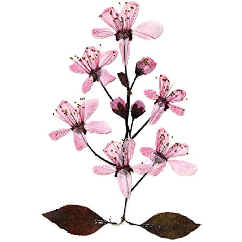 My Living World Flower Press Kit – Creative Nature Arts and Crafts