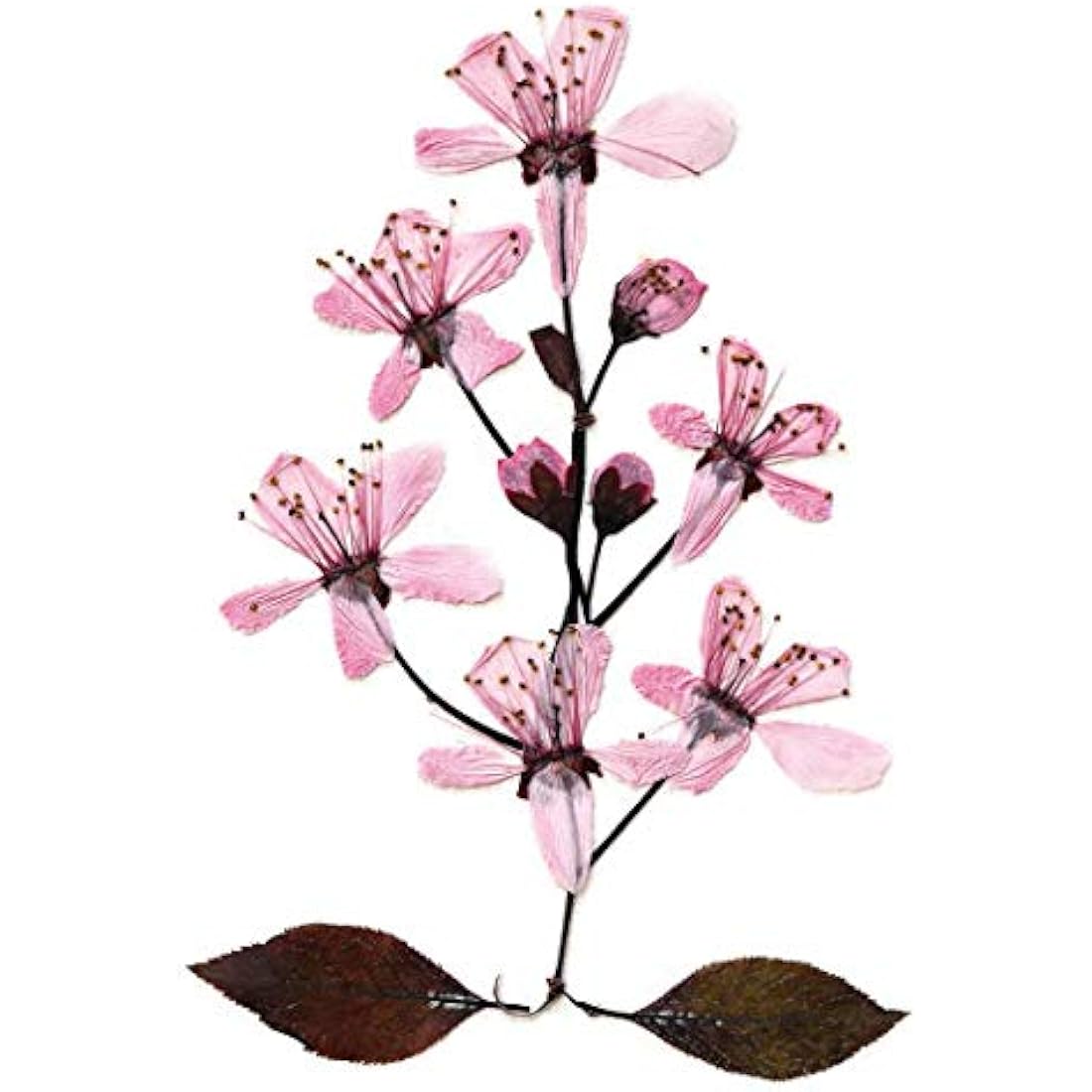 My Living World Flower Press Kit – Creative Nature Arts and Crafts