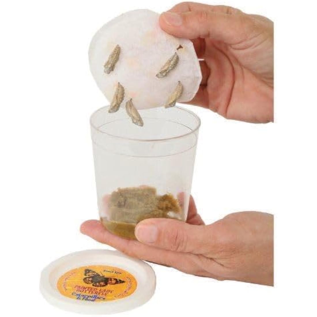 Insect Lore Giant Butterfly Garden Kit – STEM Educational Habitat