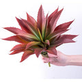Large Artificial Aloe Plant – 12.5 Inch Faux Succulent (Red)