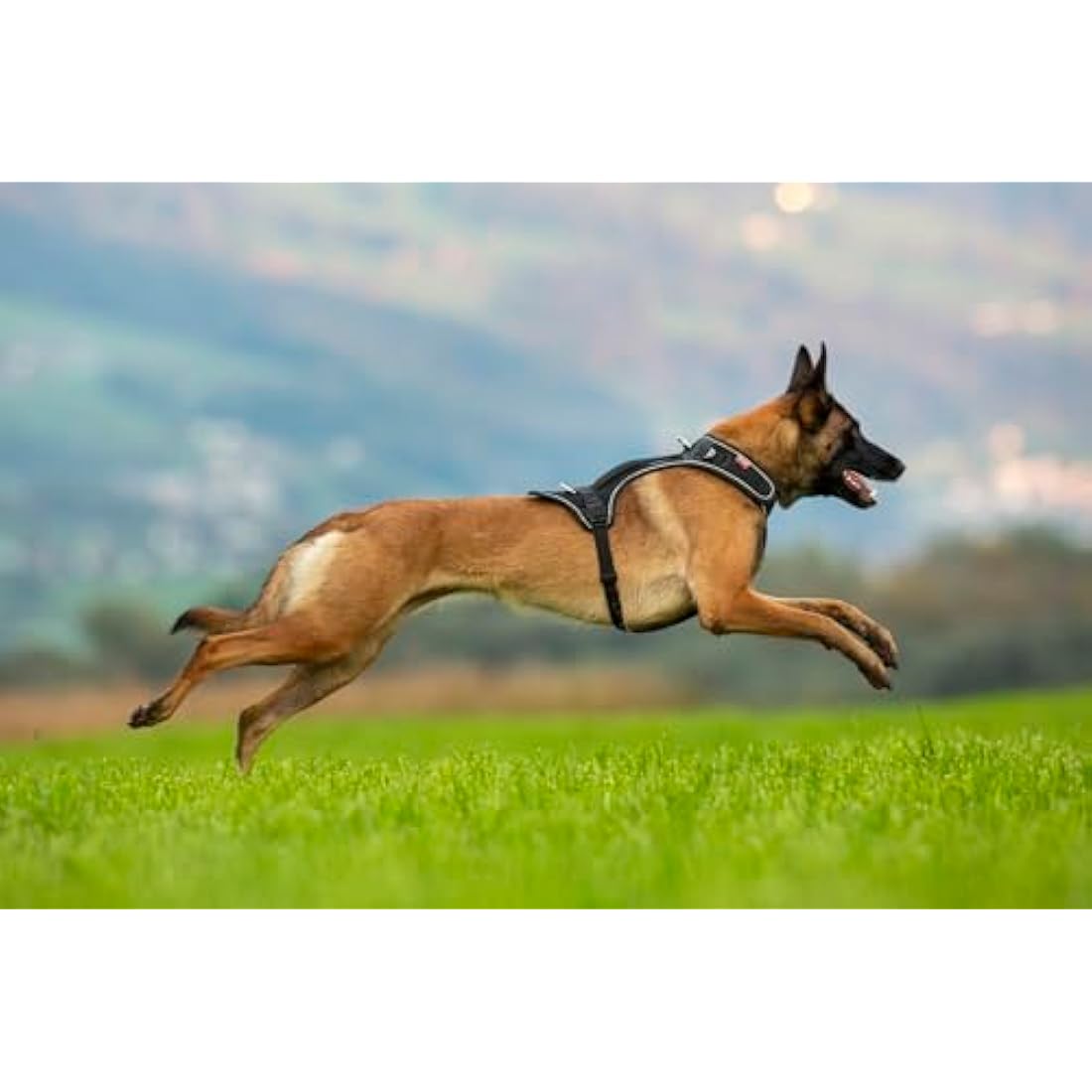 Curli Belka Adjustable Dog Safety Harness – Brown – Size S