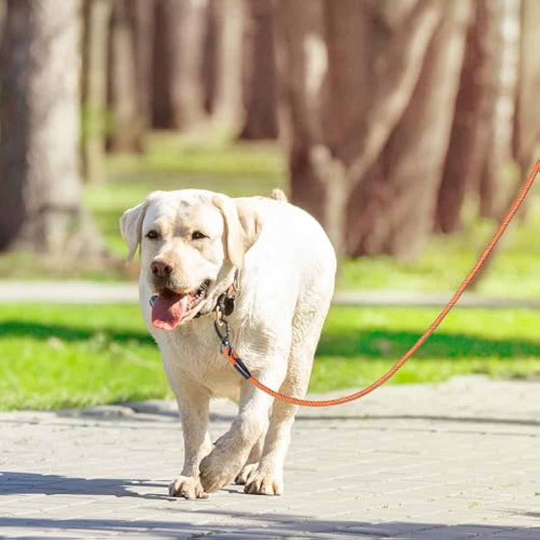Jolof Store Dog Training Lead – 10ft Long Rope with Padded Handle