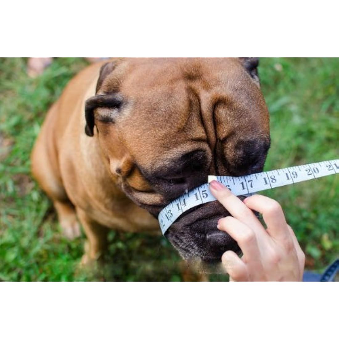 L&J Pets Black Leather Dog Muzzle for Bullmastiff & Dogue de Bordeaux