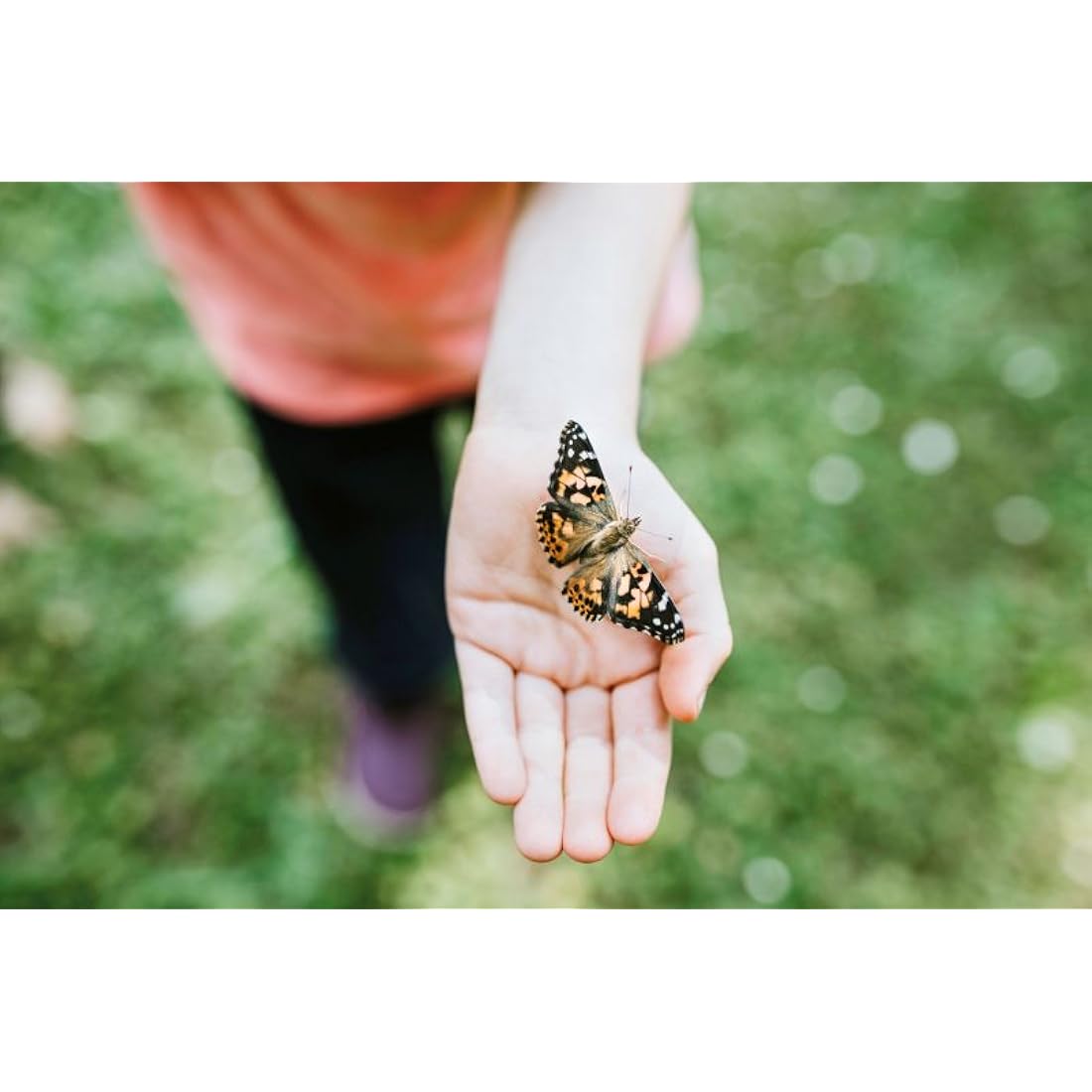 Insect Lore Giant Butterfly Garden Kit – STEM Educational Habitat