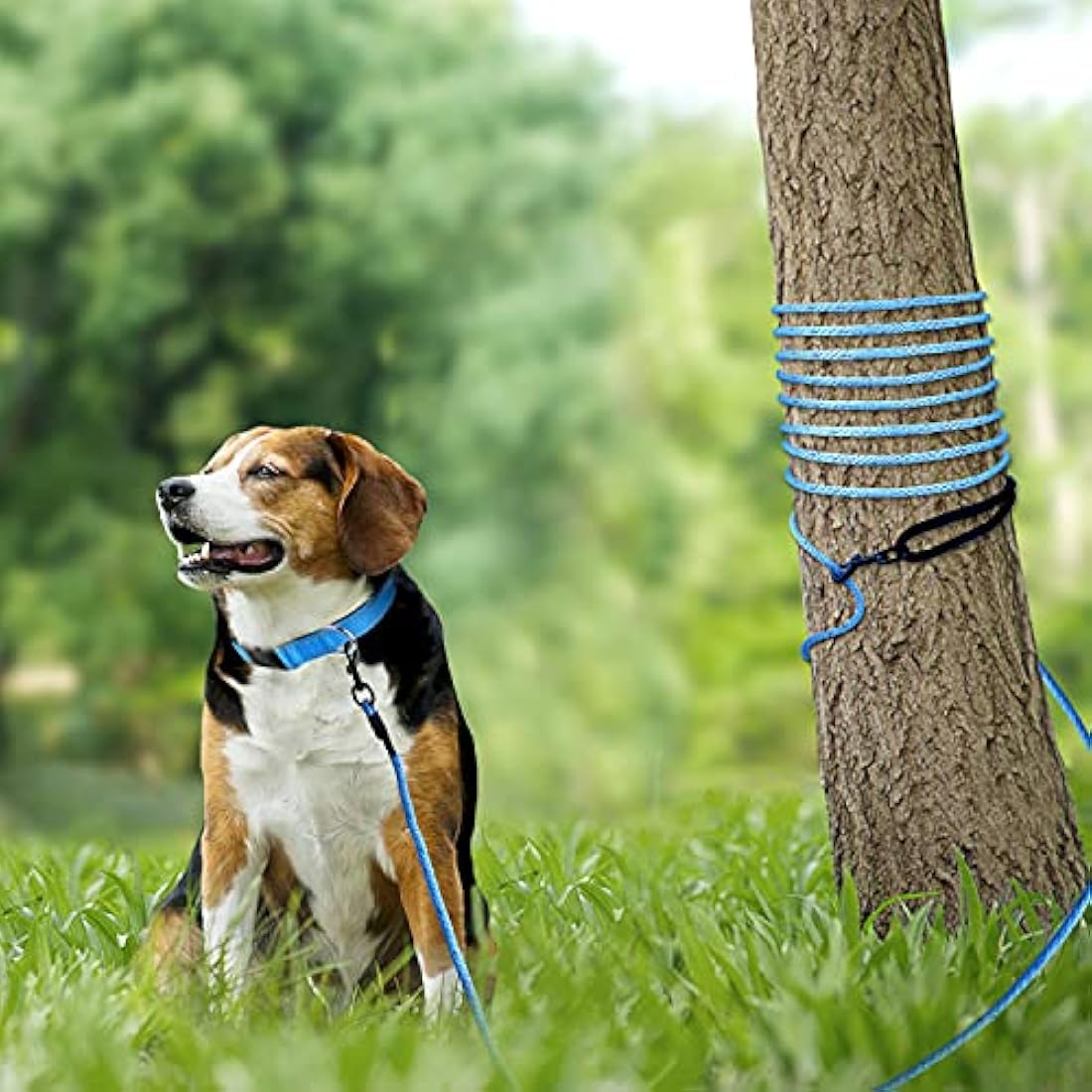 Long Dog Training Lead – 10M Reflective Nylon Puppy Leash