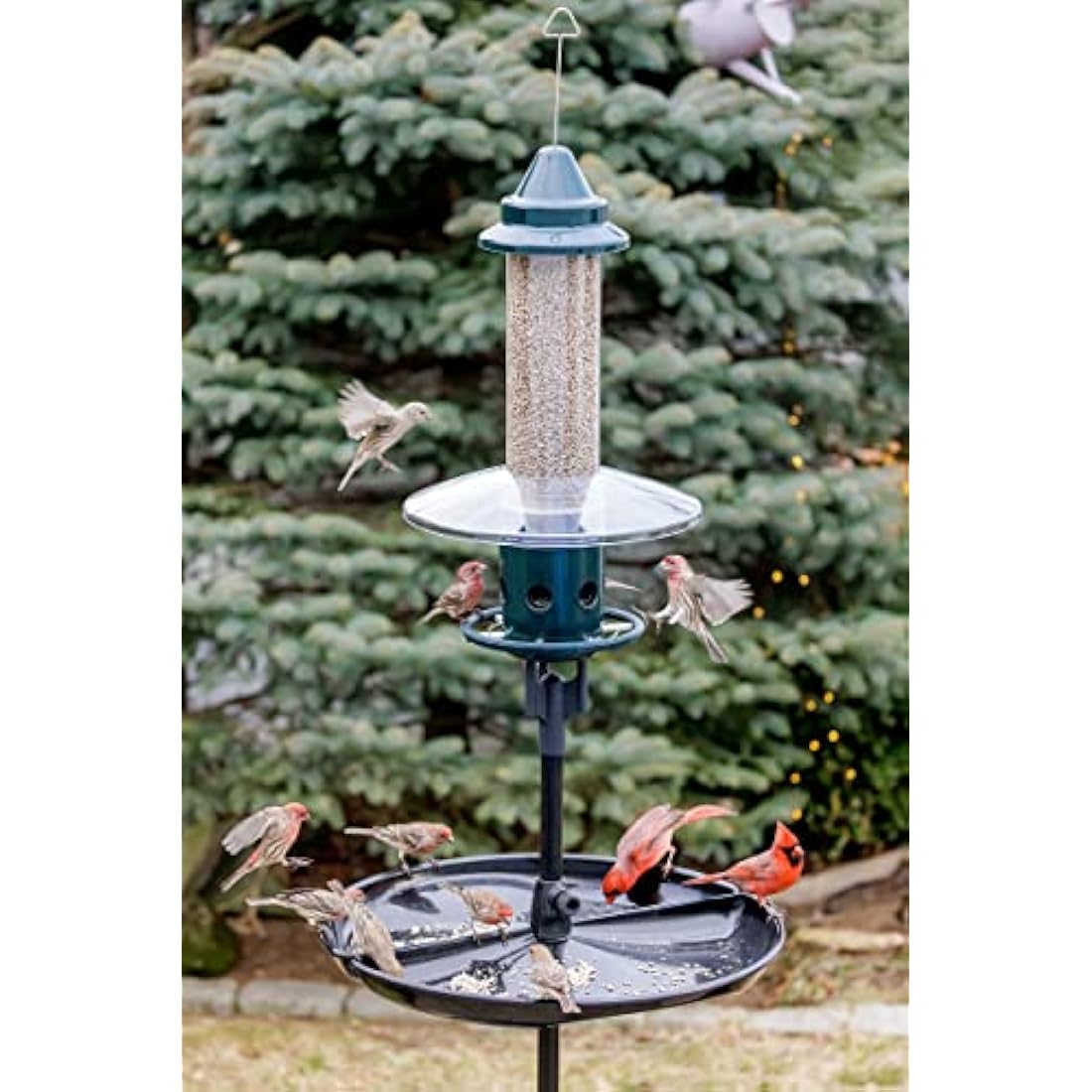 Jacobi Jayne Squirrel Proof Bird Feeder – Metal Buster Plus, Green