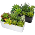 Briful 2-Pack Artificial Succulents in Black Ceramic Pots | Faux Plants