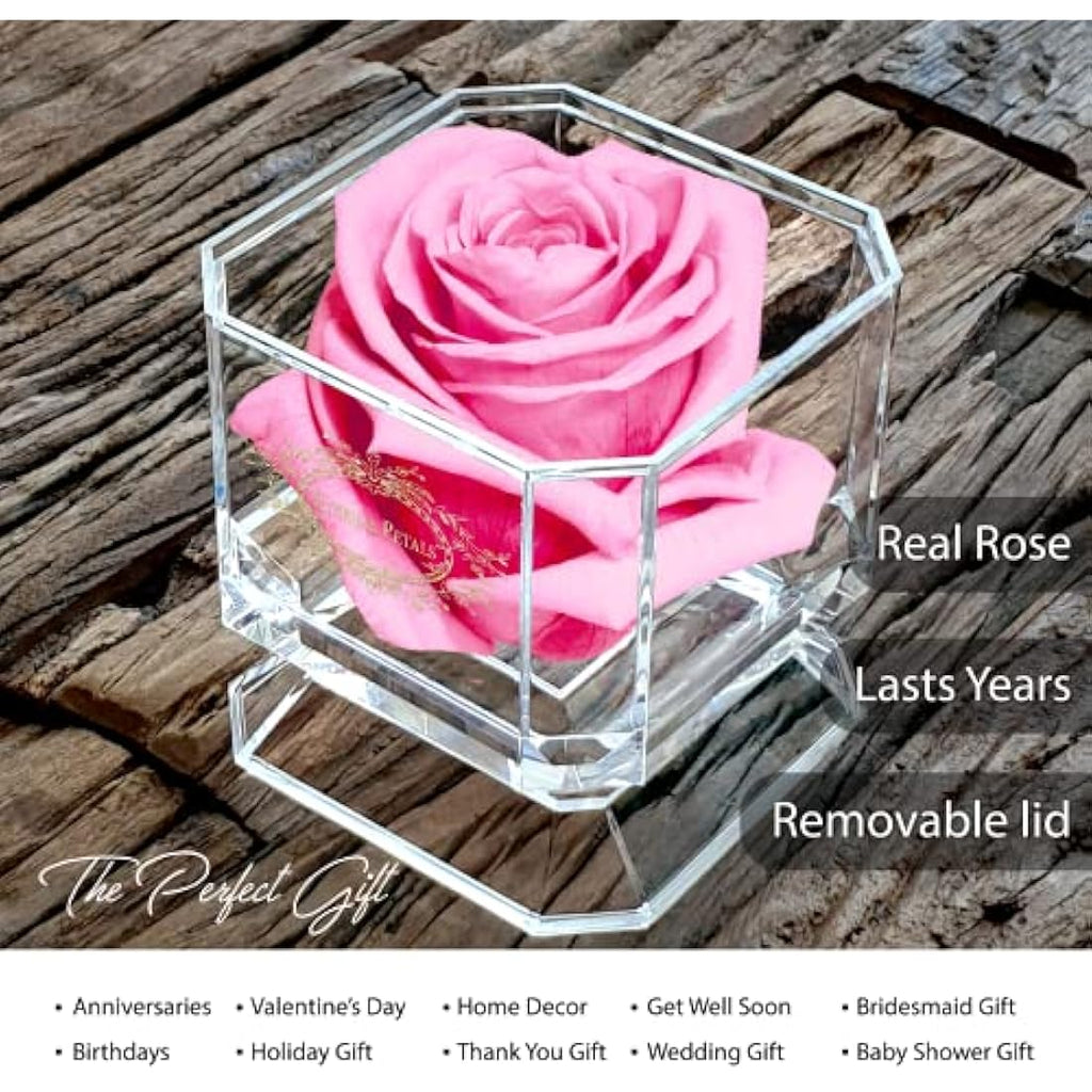 Preserved Pink Infinity Rose – Real Long-Lasting Flower