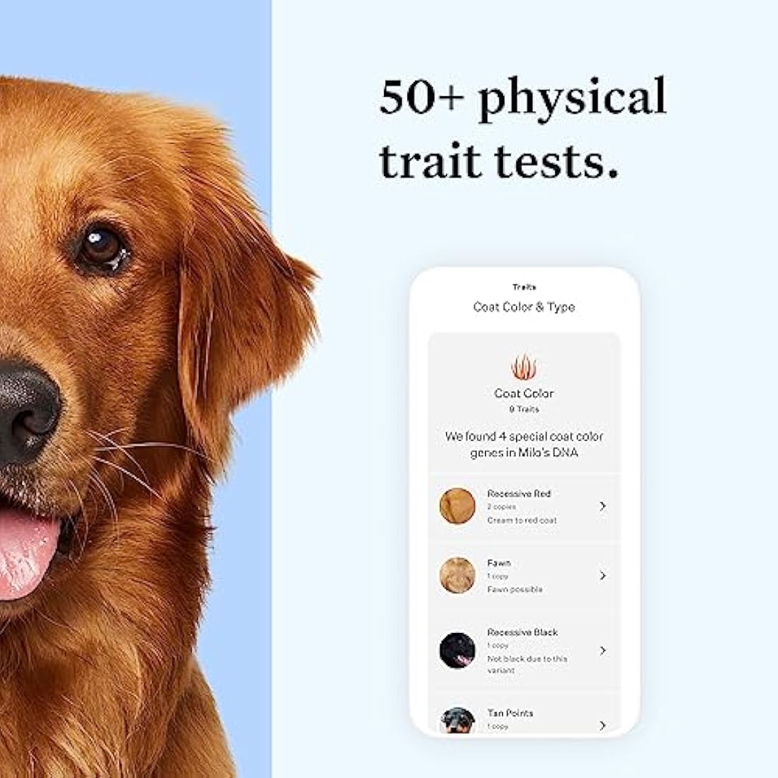 Wisdom Panel Essential Dog DNA Test Kit – Breed ID & Health Screening