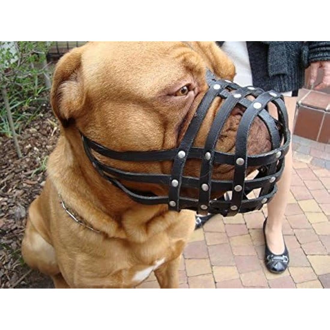 Jolof Store Genuine Leather Dog Muzzle for Bullmastiff – Brown (DB-3)