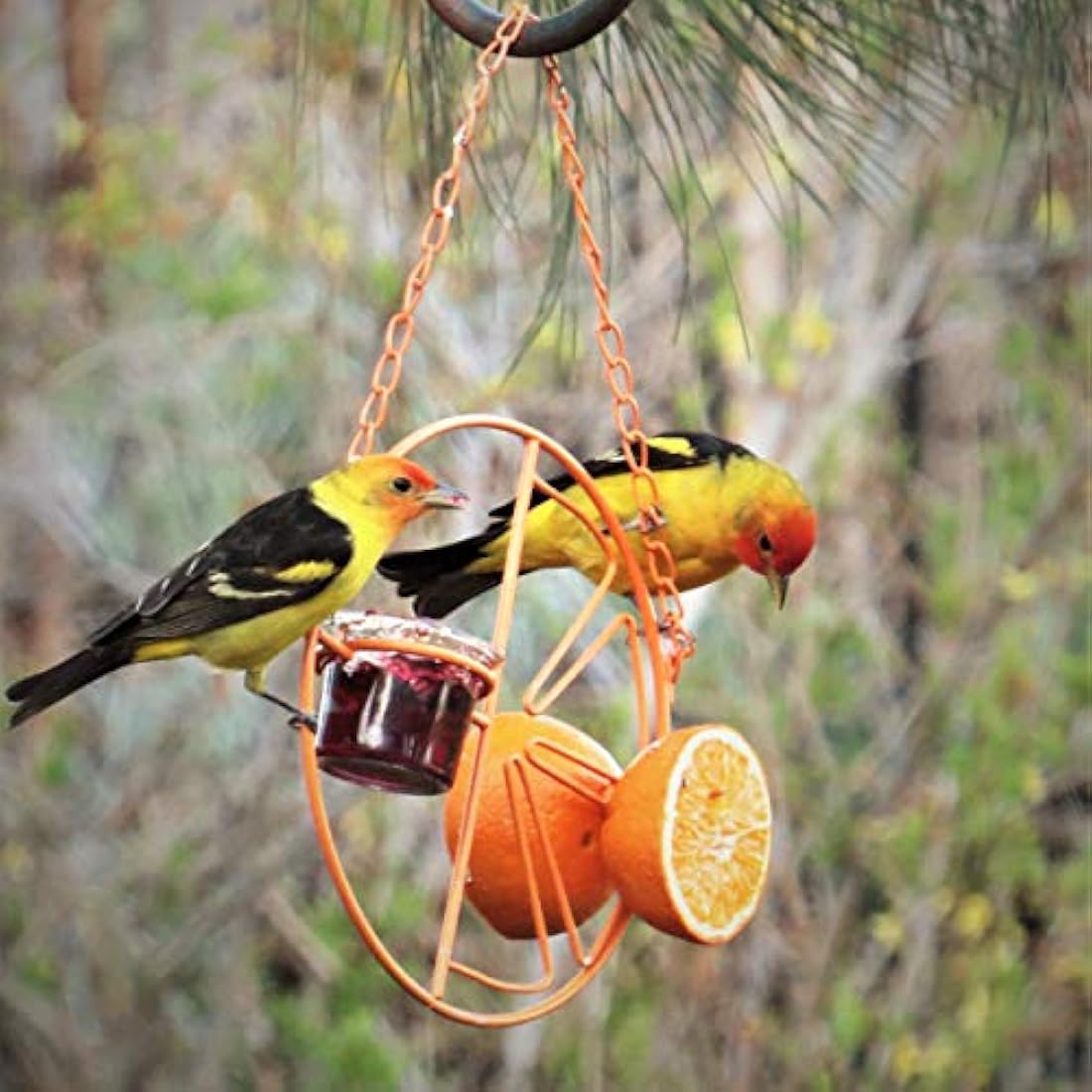 Heath Outdoor Products Clementine Oriole Feeder – Orange Steel