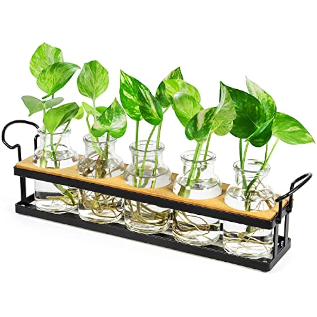 THYGIFTREE Plant Propagation Station | 5 Glass Jars with Metal Stand
