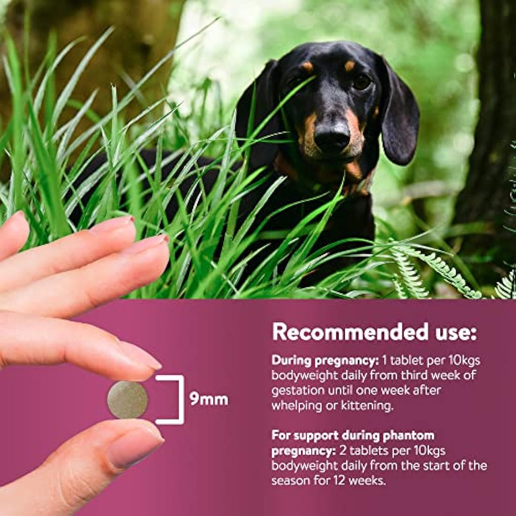 Dorwest Raspberry Leaf Tablets for Dogs & Cats - 200 Whelping Support