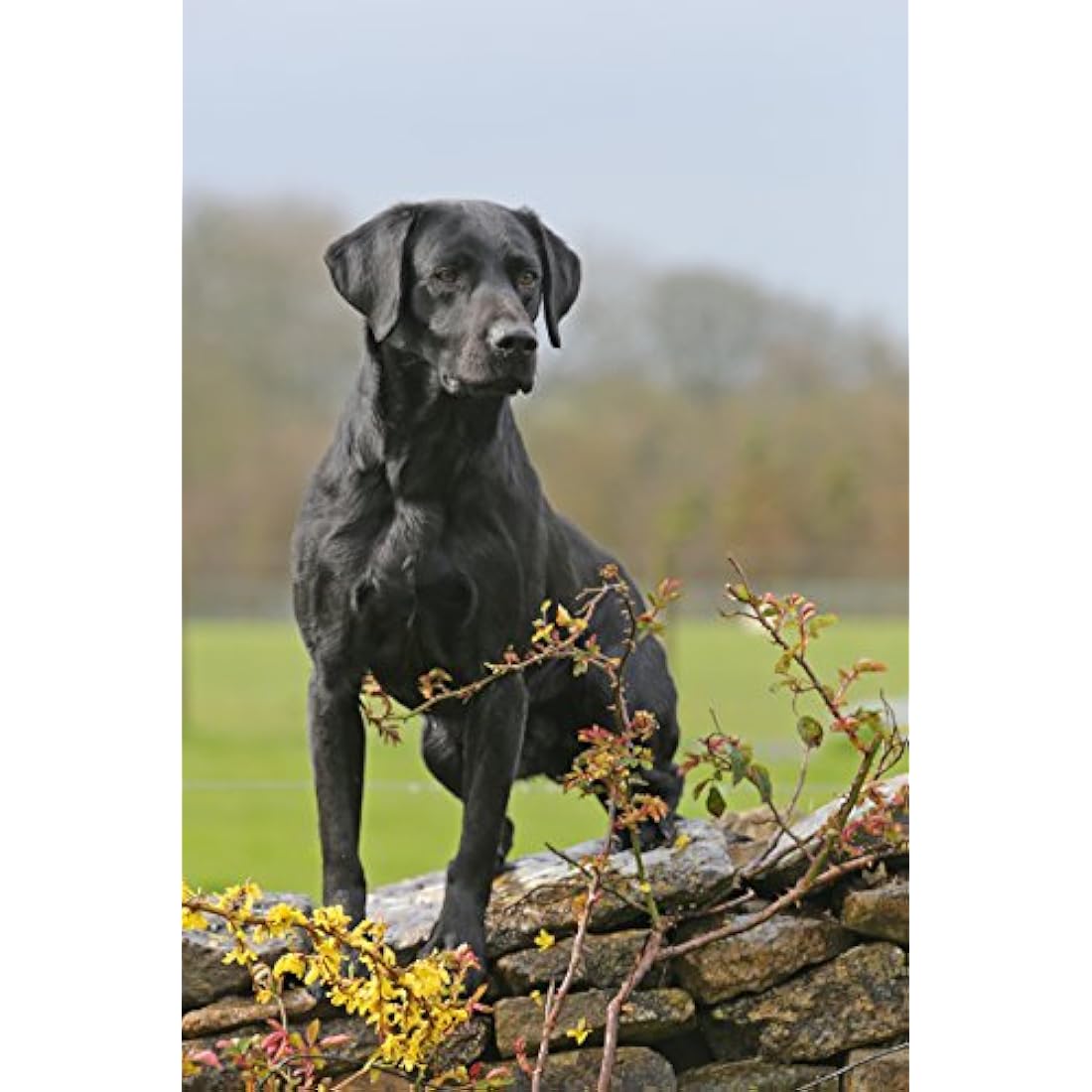 Skinner’s Field & Trial Lamb & Rice Dry Dog Food for Active Dogs - 15kg