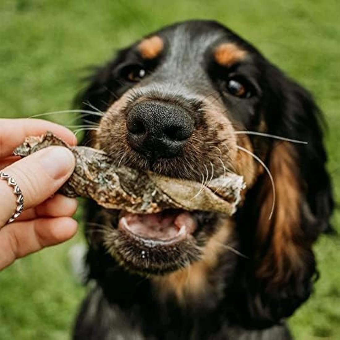 Skipper's Fish Skin Twists Dog Chews - Natural Dental Sticks (1kg)