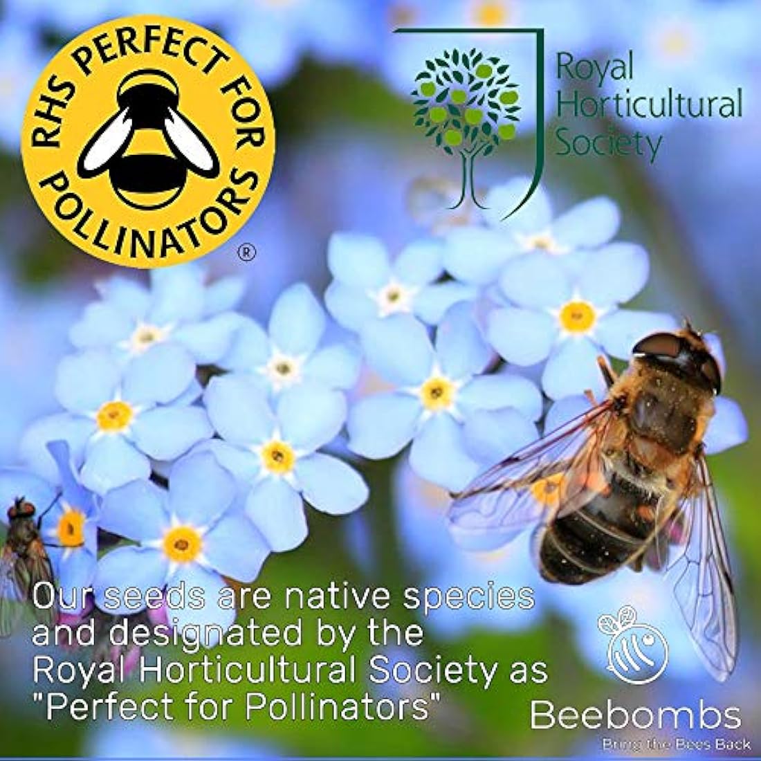 Beebombs Wildflower Seed Balls – UK Native Mix for Bees (21sqft)