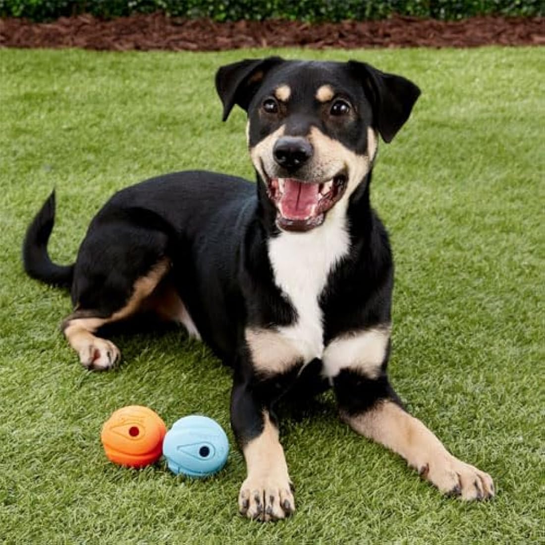Chuckit! Whistler Dog Ball – Durable Rubber Whistling Toy, Large