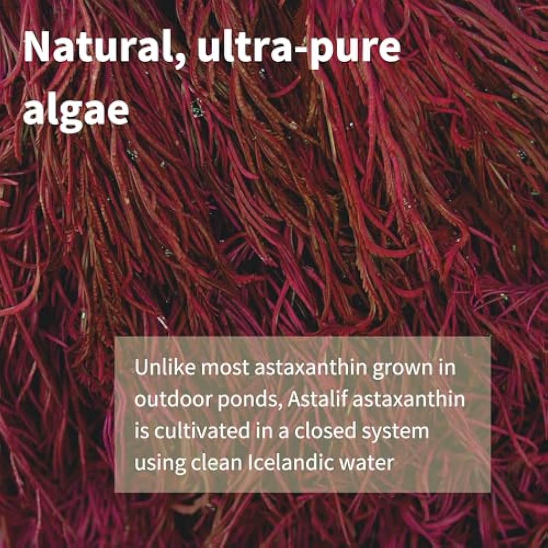 Igennus Astaxanthin Complex 4mg - 90 Vegan Softgels Microalgae Oil