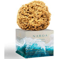 NAROA Natural Honeycomb Sea Sponge – Soft Exfoliating Body Scrubber