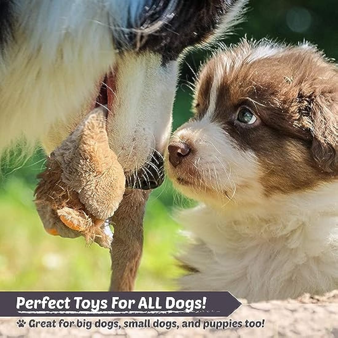 Stuffing Free Squeaky Dog Toys – 5 Pack Durable Plush Animals