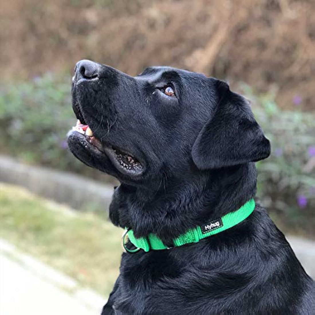 Hyhug  Martingale Nylon Dog Collar – Large, Lime Green
