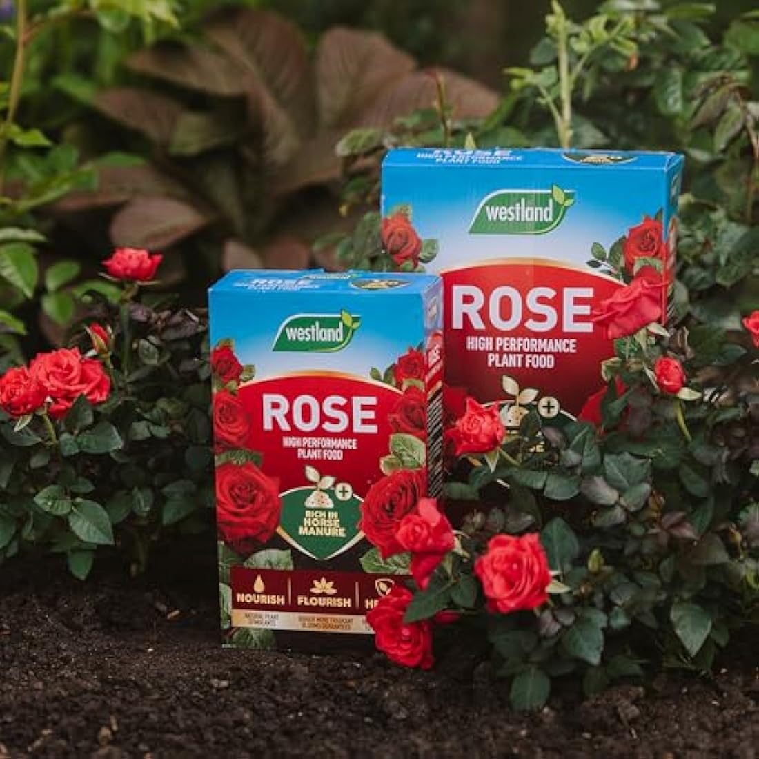 Westland Rose Food with Horse Manure and Plant Stimulant - 3 kg