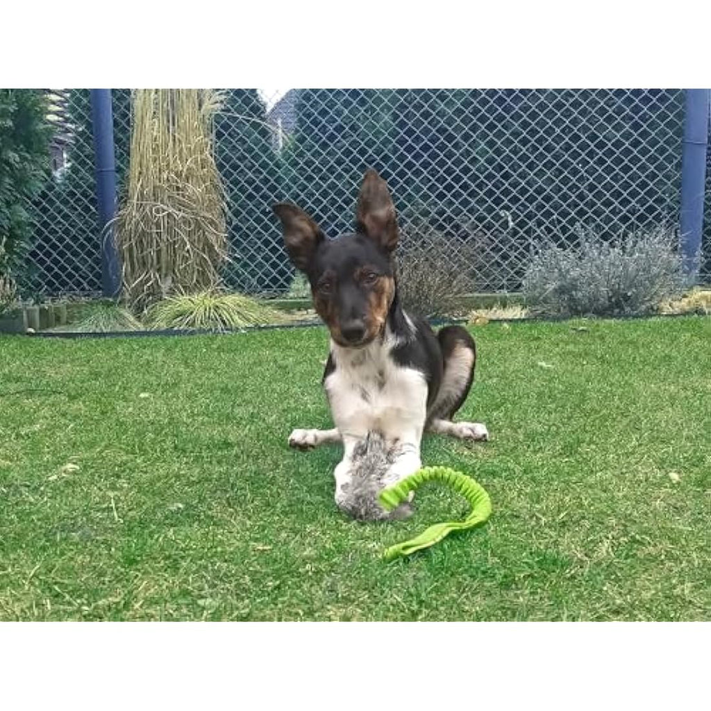 Dingo Bungee Dog Chaser Toy | Squeaky Artificial Fur Tug for Agility