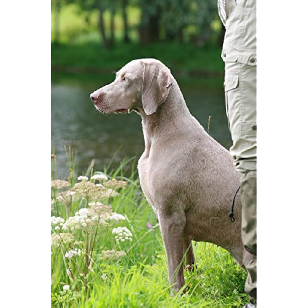 Skinner’s Field & Trial Maintenance Plus Dry Dog Food - Joint Aid, 15kg
