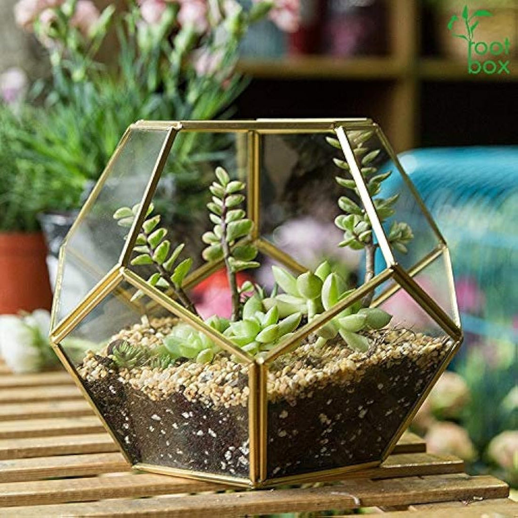 DIY Succulent Terrarium Kit – Large Indoor Plant Gift Box
