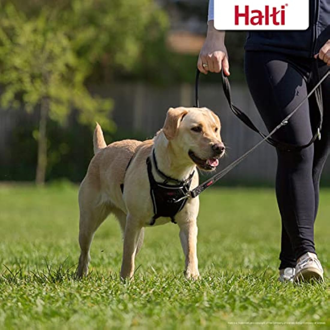 Halti No Pull Dog Harness & Training Leash Set | Black, Medium/Large