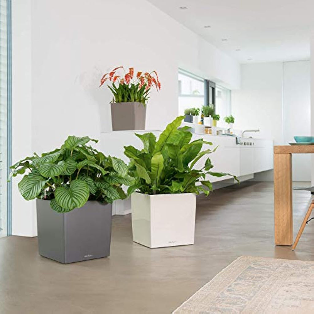 LECHUZA CUBE Premium 50 Self-Watering Planter | Black High Gloss