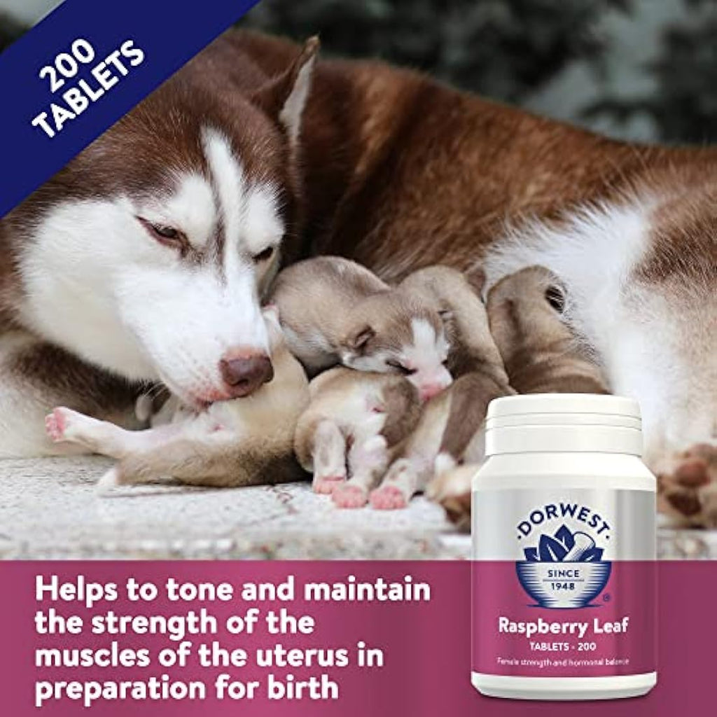 Dorwest Raspberry Leaf Tablets for Dogs & Cats - 200 Whelping Support