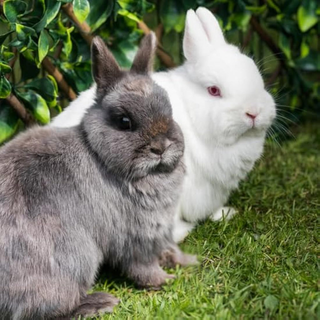 Burgess Excel Junior & Dwarf Rabbit Food - Mint Nuggets, 10kg