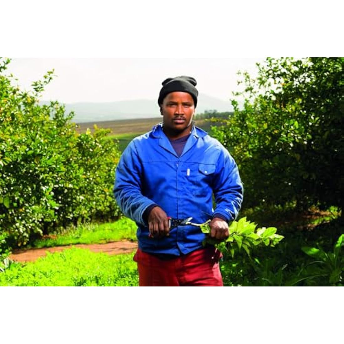 Felco Model 5 Economy Secateurs – Steel Hand Pruners for Right Handed