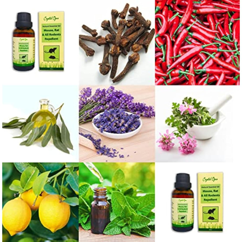 Natural Rodent Repellent Spray – Peppermint Oil Concentrate