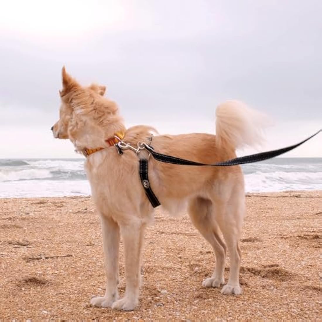 Thunder Leash Large - No-Pull Dog Leash and Training Harness by Jolof
