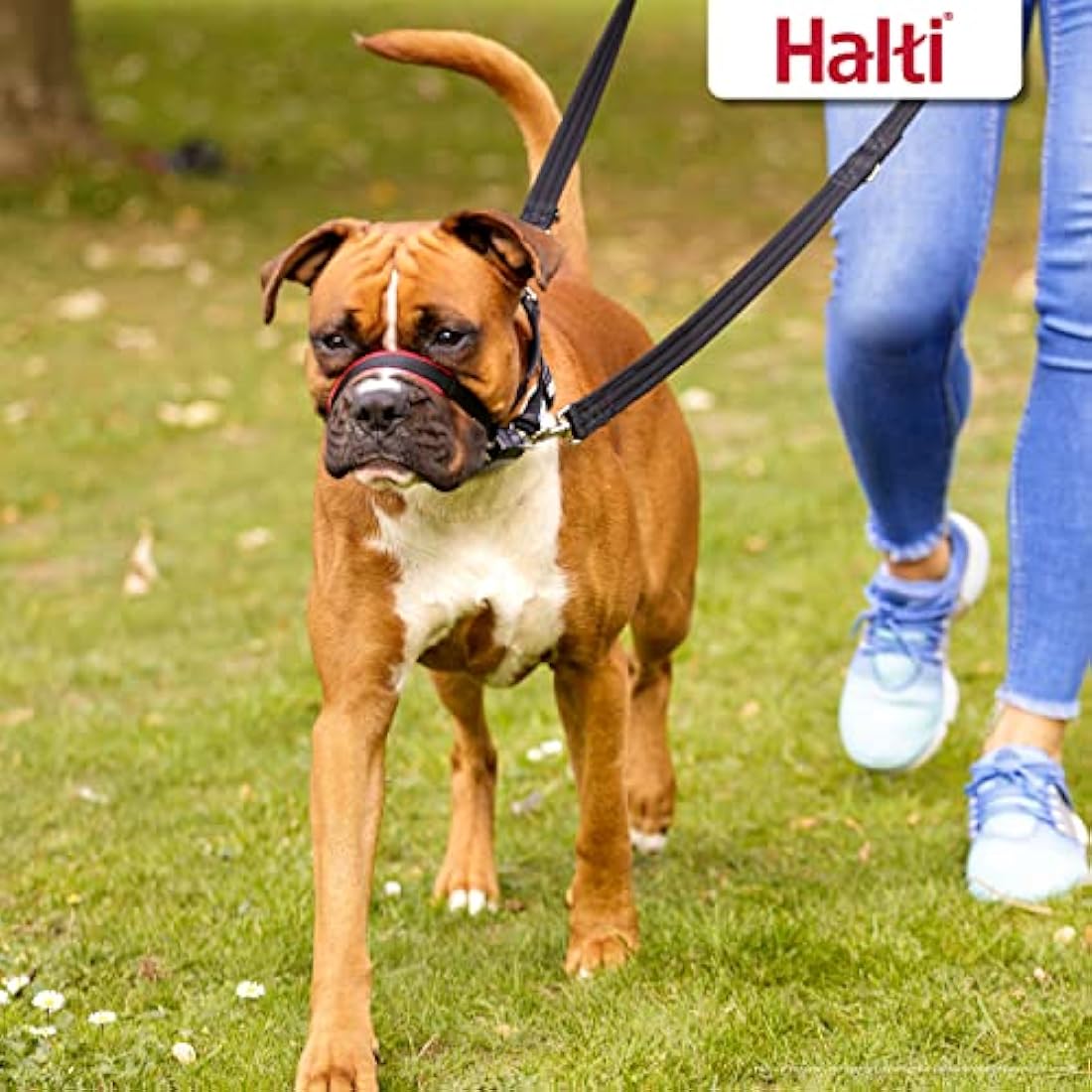 Halti Optifit Dog Headcollar – Anti-Pull Training Harness, Medium, Black