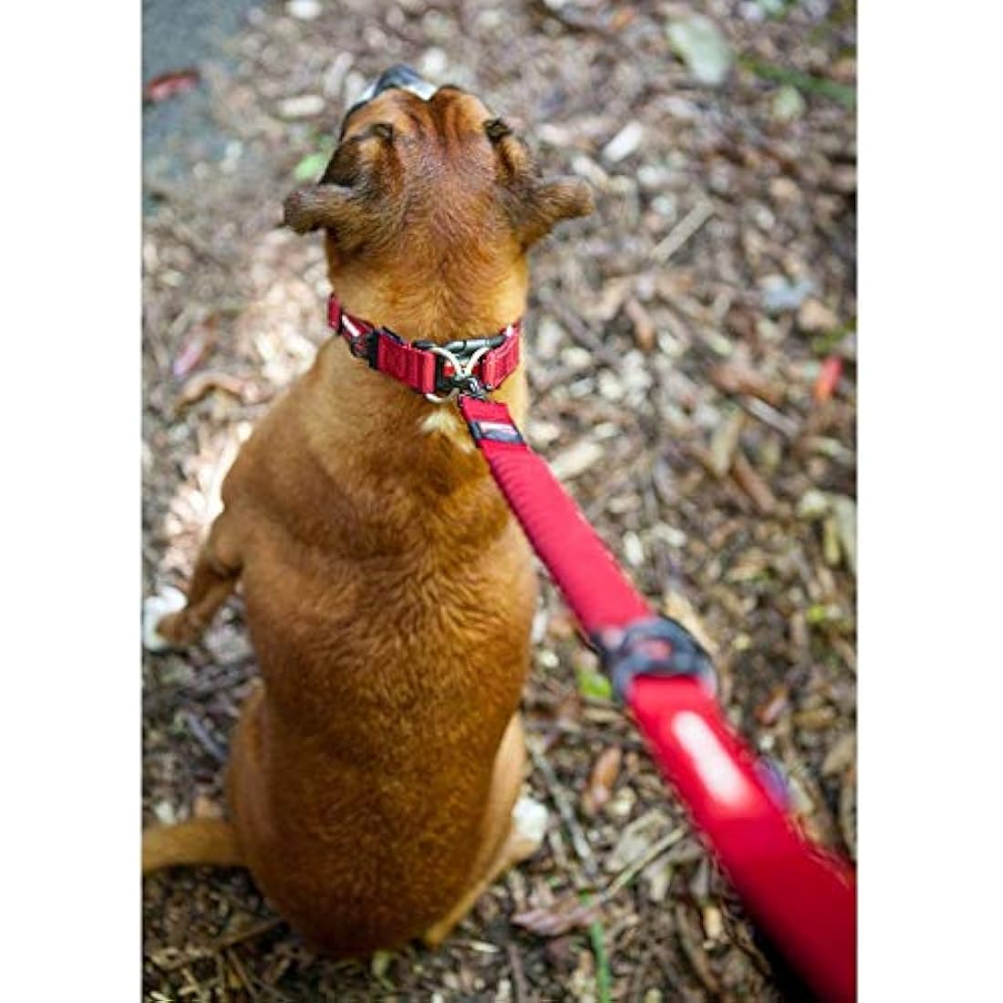 EzyDog Zero Shock LITE Bungee Dog Lead for Small Dogs - 1.2m Denim