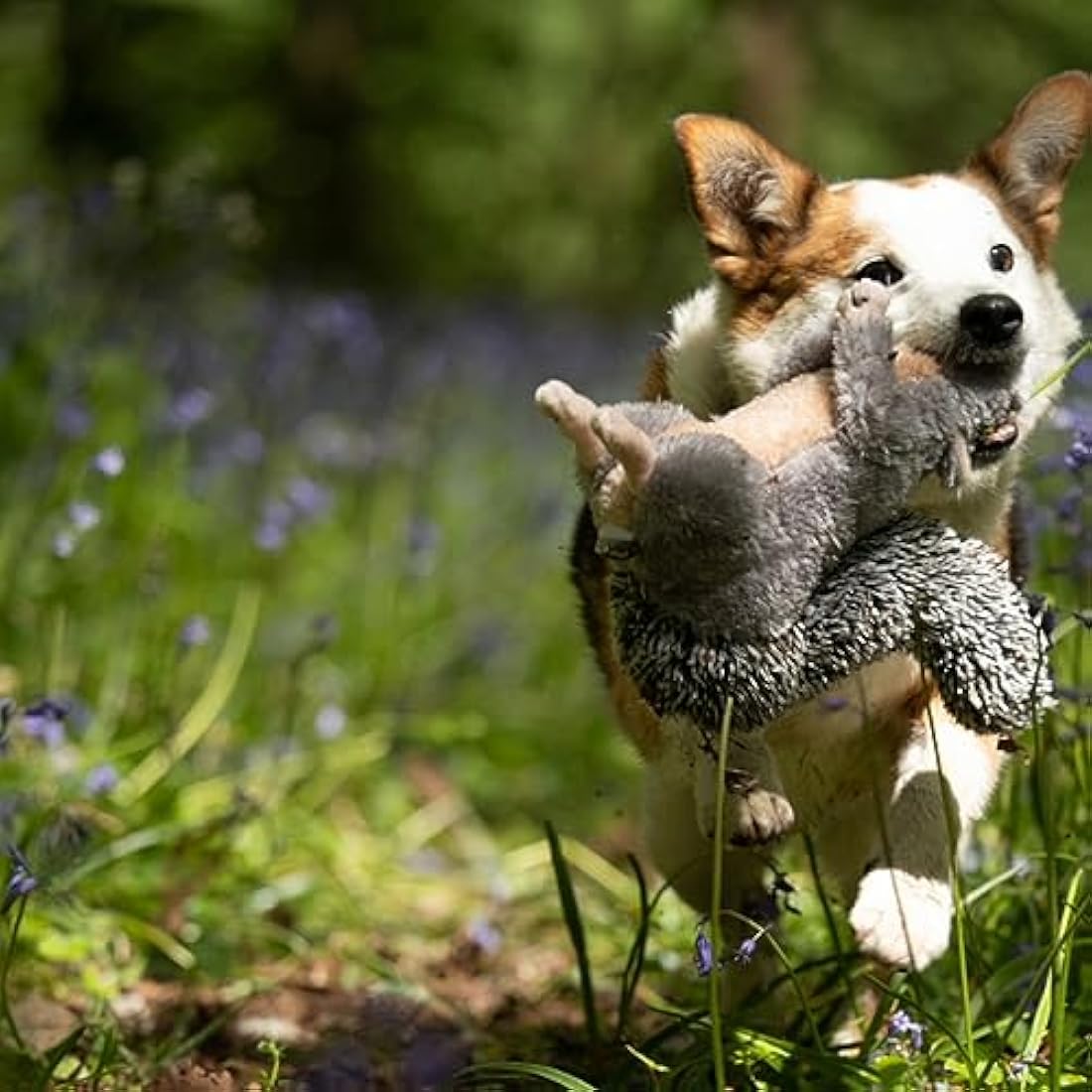 Petface Cyril Squirrel Plush Dog Toy – Squeaky Interactive Pet Toy